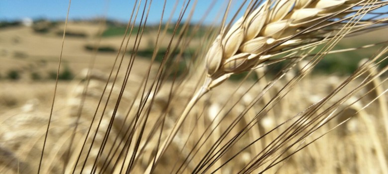 La pasta non raffinata